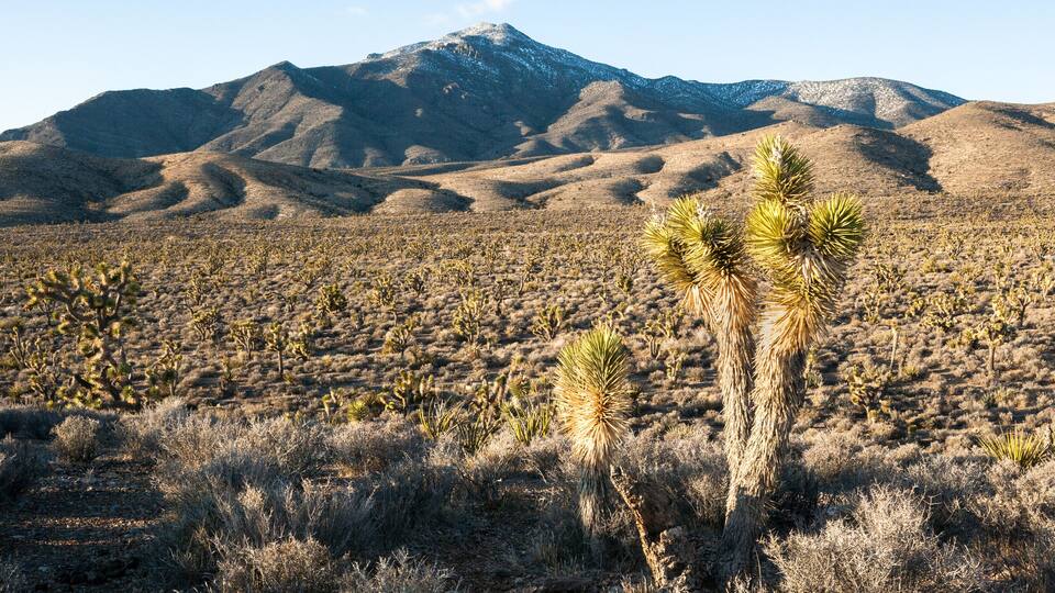 A desert landscape with Joshua trees and a mountain in the background.