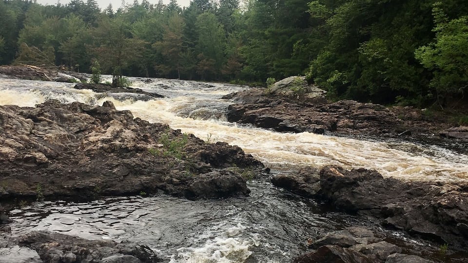 A river with turbulent water flowing over rocks, surrounded by dense forest.
