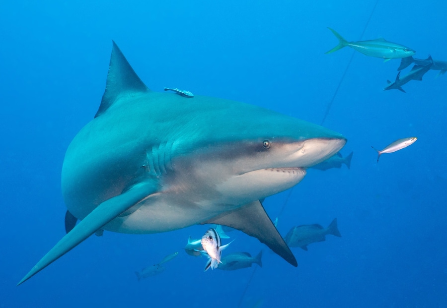 If your a diver in Fiji you have to do a shark dive in Beqa.  It’s one of the top shark dives in the world.  You can see quite a few species of sharks including the big bull shark you see here.  If you’re really lucky you could see a Tiger shark!
We were nervous about doing the dive but the dive operation was very professional.  The environment was very controlled and we felt comfortable the entire time.