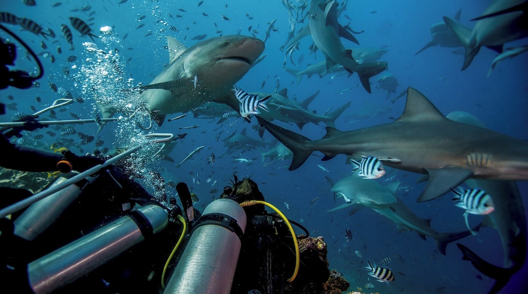 For most people Fiji means beaches and an exotic Pacific culture, but for us there were one very specific reason to come to Fiji. The Fiji Shark Dive.
Voted the worlds best dive by some of the most renowned divers around the world, the Fiji Shark Dive was by far the best dive we have done! We saw between 40 and 60 bull sharks and one of them even hit Mads on his head with its tail :-O
Though it's a bit pricey, you should definitely check it out if you're ever around Fiji!