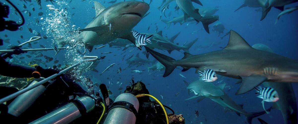 For most people Fiji means beaches and an exotic Pacific culture, but for us there were one very specific reason to come to Fiji. The Fiji Shark Dive.
Voted the worlds best dive by some of the most renowned divers around the world, the Fiji Shark Dive was by far the best dive we have done! We saw between 40 and 60 bull sharks and one of them even hit Mads on his head with its tail :-O
Though it's a bit pricey, you should definitely check it out if you're ever around Fiji!