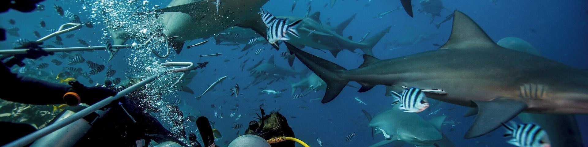 For most people Fiji means beaches and an exotic Pacific culture, but for us there were one very specific reason to come to Fiji. The Fiji Shark Dive.
Voted the worlds best dive by some of the most renowned divers around the world, the Fiji Shark Dive was by far the best dive we have done! We saw between 40 and 60 bull sharks and one of them even hit Mads on his head with its tail :-O
Though it's a bit pricey, you should definitely check it out if you're ever around Fiji!