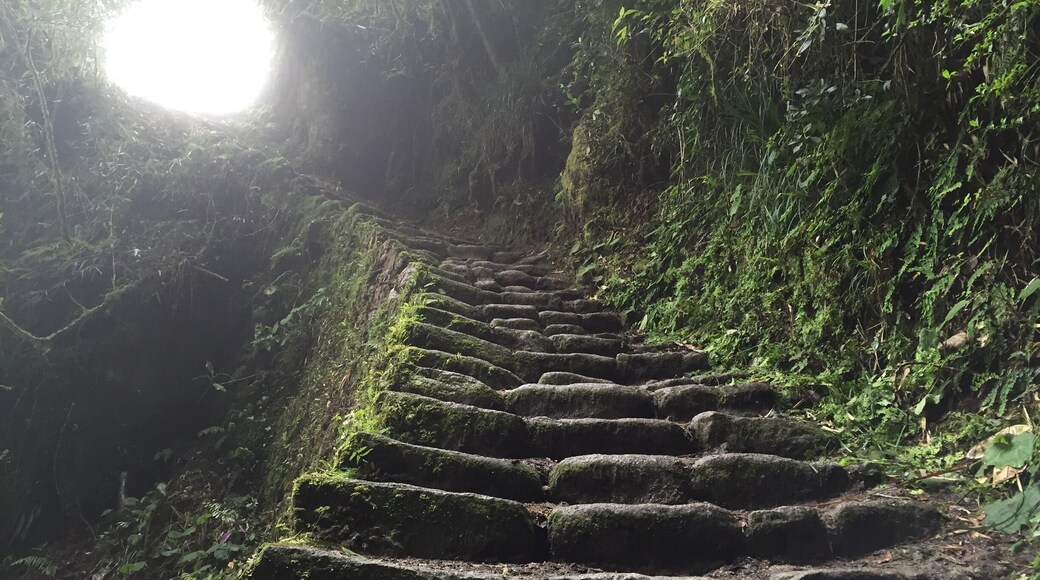 Here's a magic moment on the inca trail from Cuzco to Machu Picchu. This is day 3, the "charming" day of the 4 day hike. Light at the end of the journey... Almost there!
#CaminoInca #Inca #Peru #machupicchu