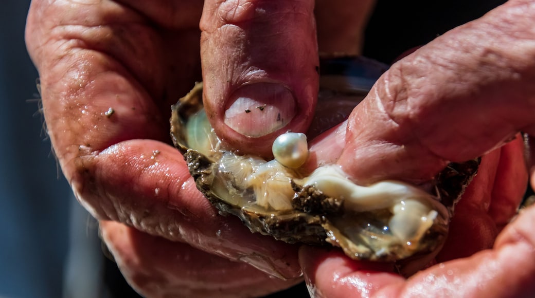 Pearl farming tour examining a cultured pearl straight out of the oyster shell