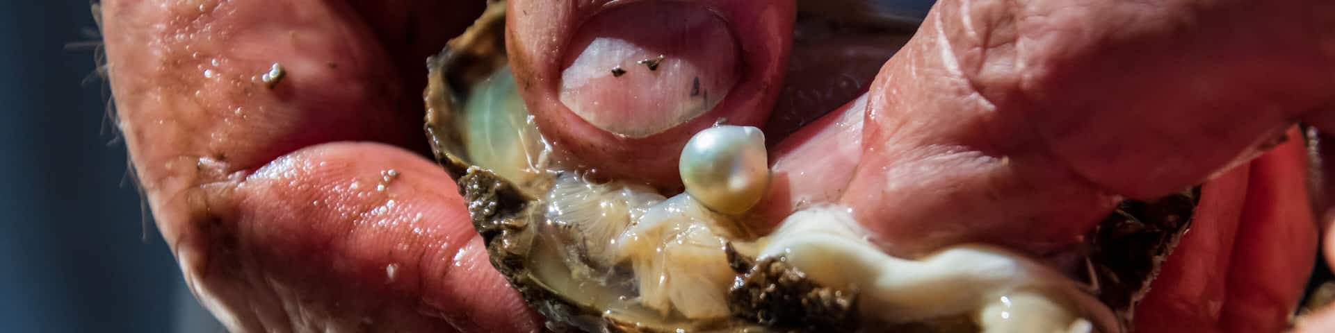 Pearl farming tour examining a cultured pearl straight out of the oyster shell