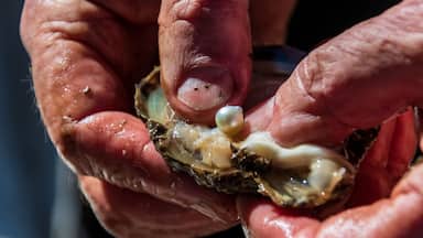 Pearl farming tour examining a cultured pearl straight out of the oyster shell