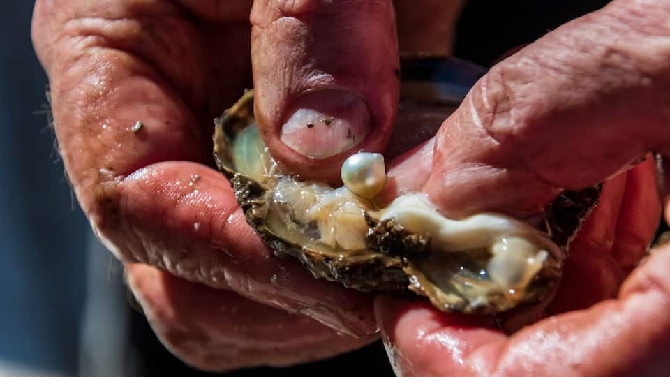 A close-up of hands holding an oyster with a pearl inside.