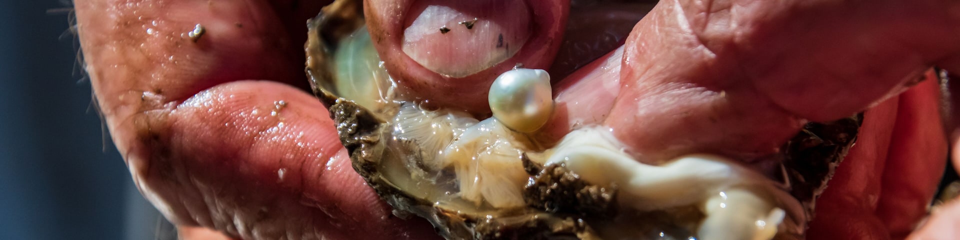 Pearl farming tour examining a cultured pearl straight out of the oyster shell