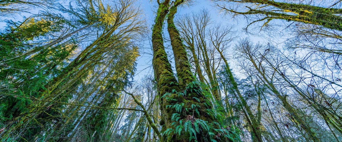 Amazing green forest and blue sky. View from above. Fir trees on the background of the blue sky. The sun's rays fall through the branches. Coal Creek Park Trail, Washington State