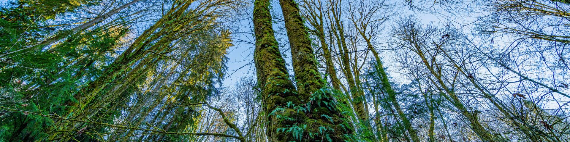 Amazing green forest and blue sky. View from above. Fir trees on the background of the blue sky. The sun's rays fall through the branches. Coal Creek Park Trail, Washington State