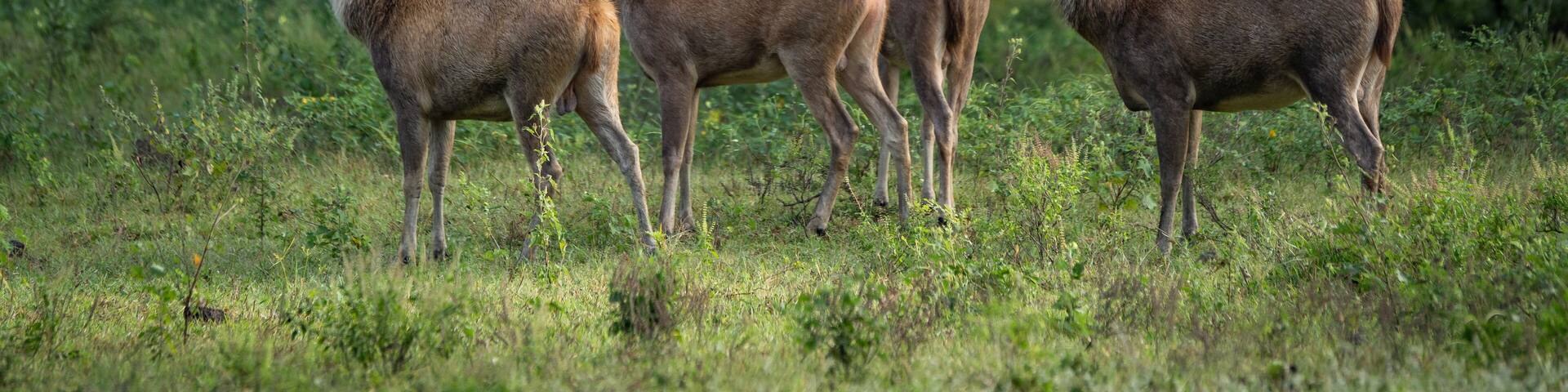A group of deer with large antlers in a grassy field with trees in the background.