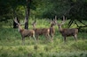 A group of javan rusa rusa timorensis on bekol savanna inside baluran National Park with bokeh background