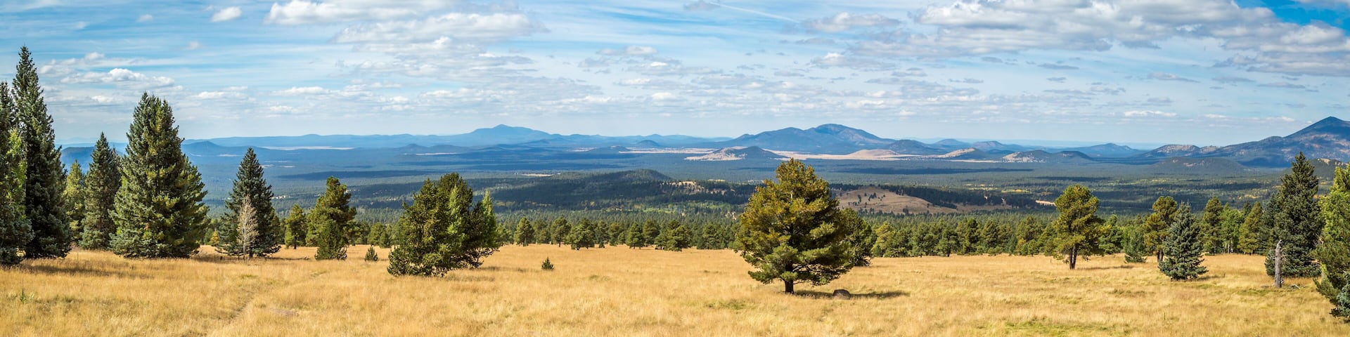 Fall tree landscapes