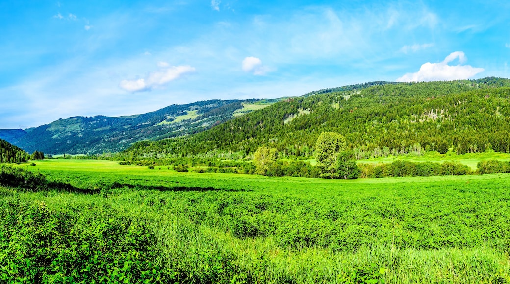 Lush Grasslands along Highway 5A, the Kamloops-Princeton Highway, between the towns of Merritt and Princeton in British Columbia, Canada