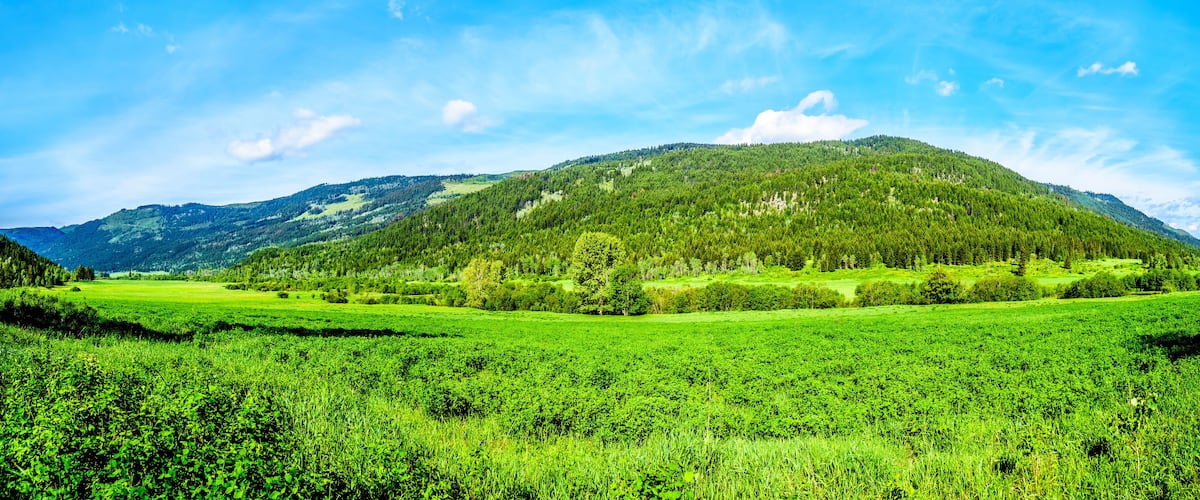 A lush green valley with a forested mountain in the background.