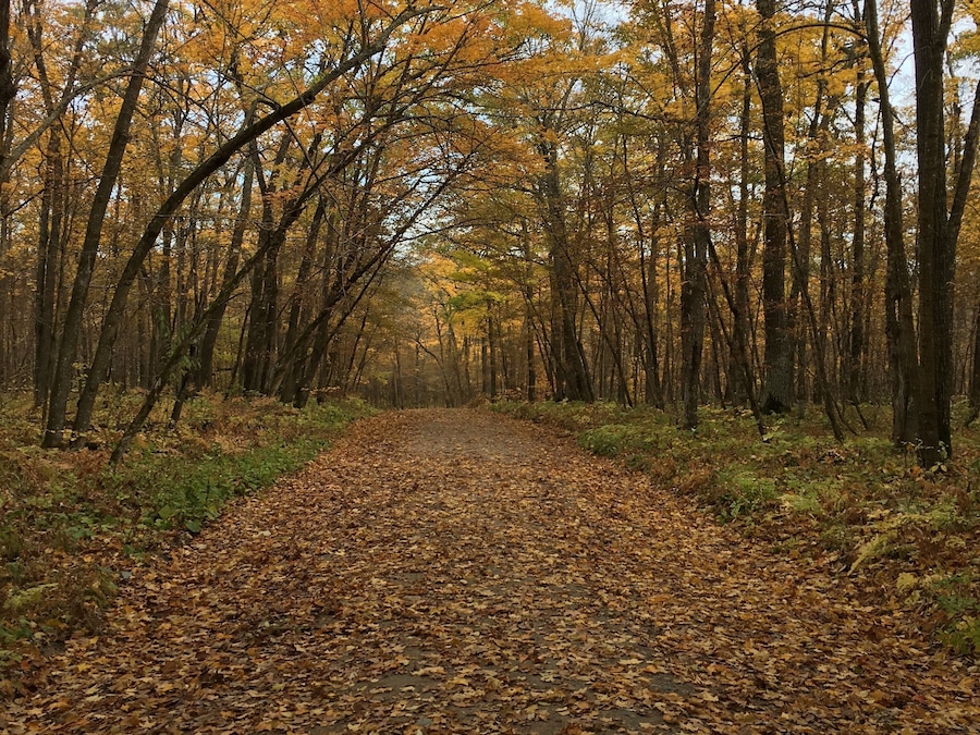 Color of fall.