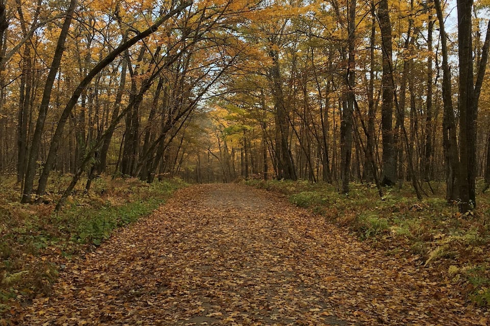A forest path covered with fallen leaves.