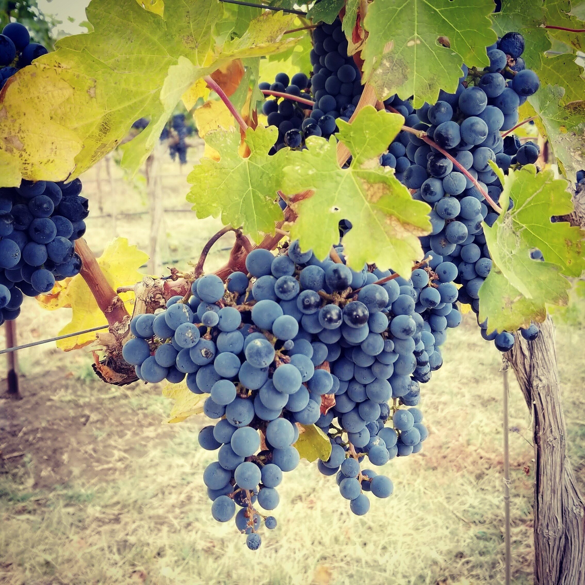 #harvest #prosser
#cabernetfranc