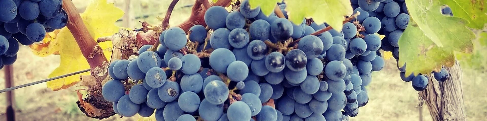 #harvest #prosser
#cabernetfranc