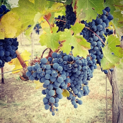 #harvest #prosser
#cabernetfranc