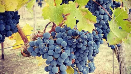 #harvest #prosser
#cabernetfranc