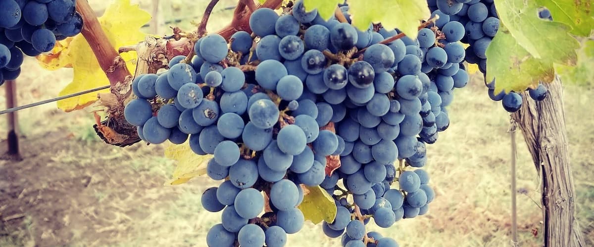 #harvest #prosser
#cabernetfranc