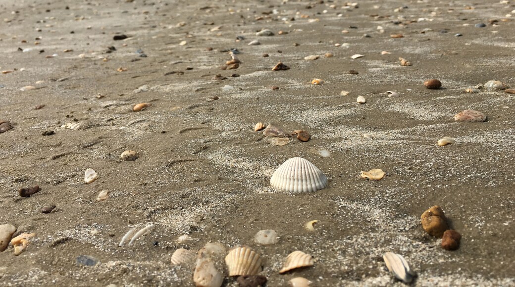 This beach is a fun place to find shells washed up on the beach.
#LifeAtExpedia