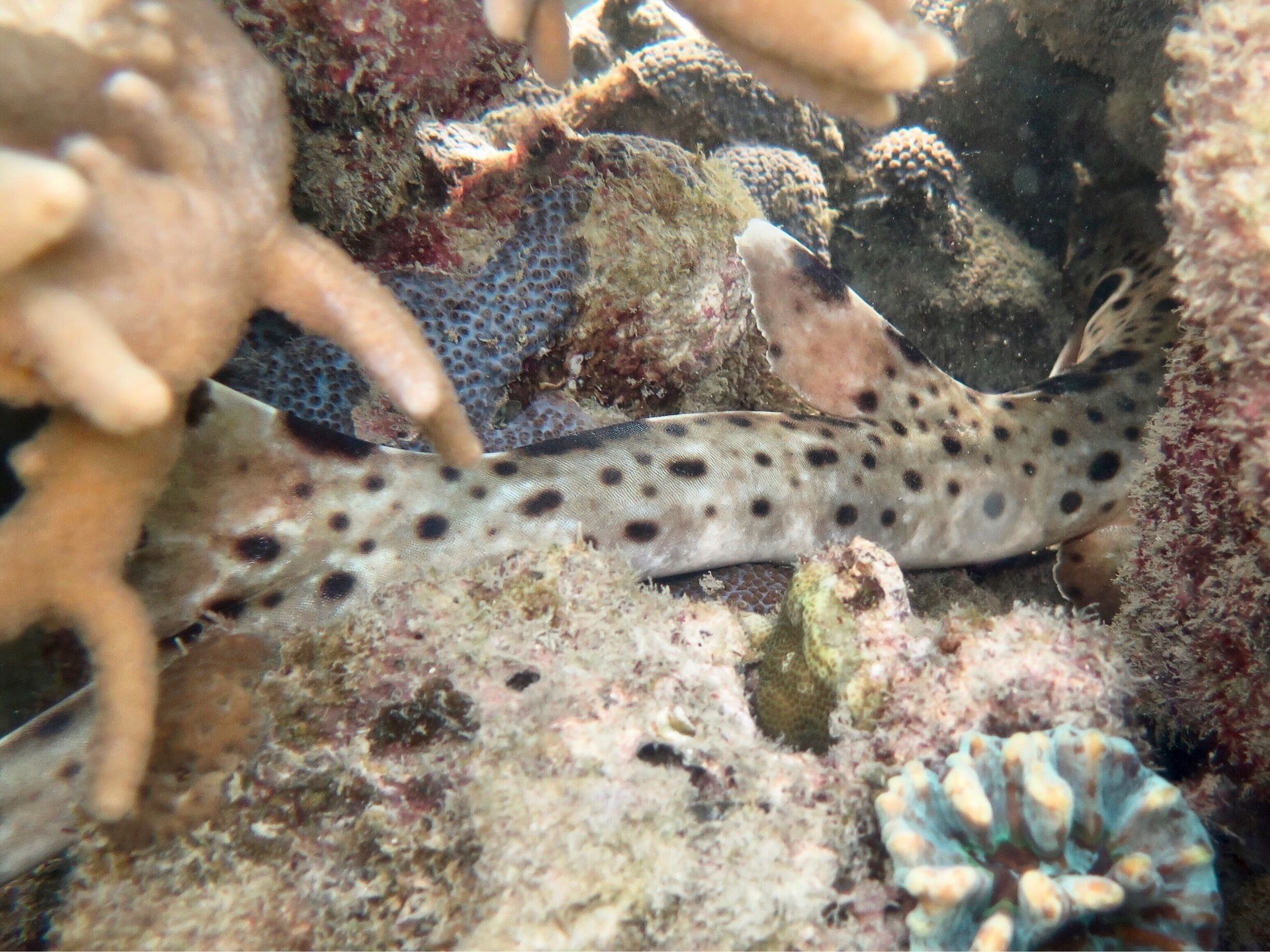 Amazing snorkelling straight from the shore in Little Pioneer Bay. We spotted this little epaulette shark hiding out.
