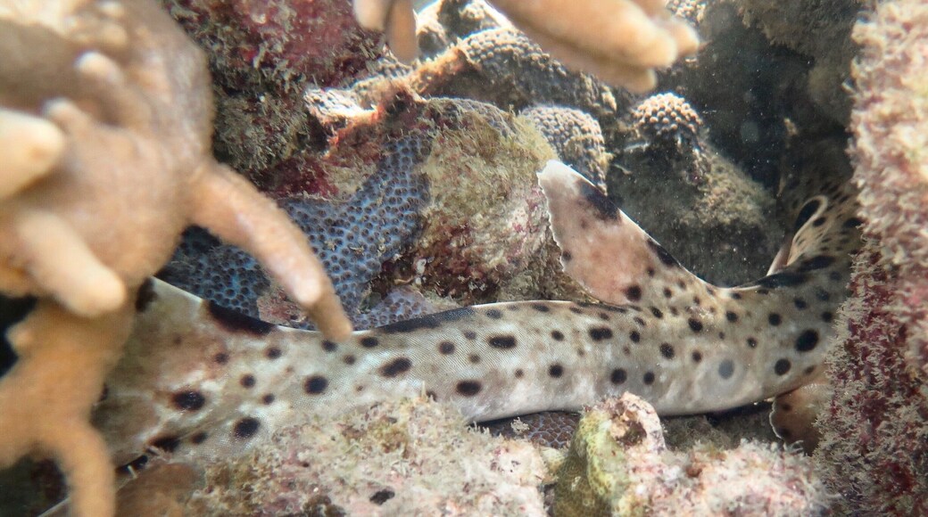 Amazing snorkelling straight from the shore in Little Pioneer Bay. We spotted this little epaulette shark hiding out.