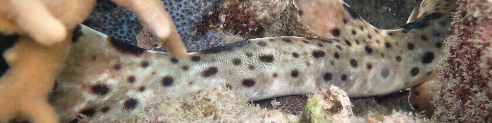 Amazing snorkelling straight from the shore in Little Pioneer Bay. We spotted this little epaulette shark hiding out.