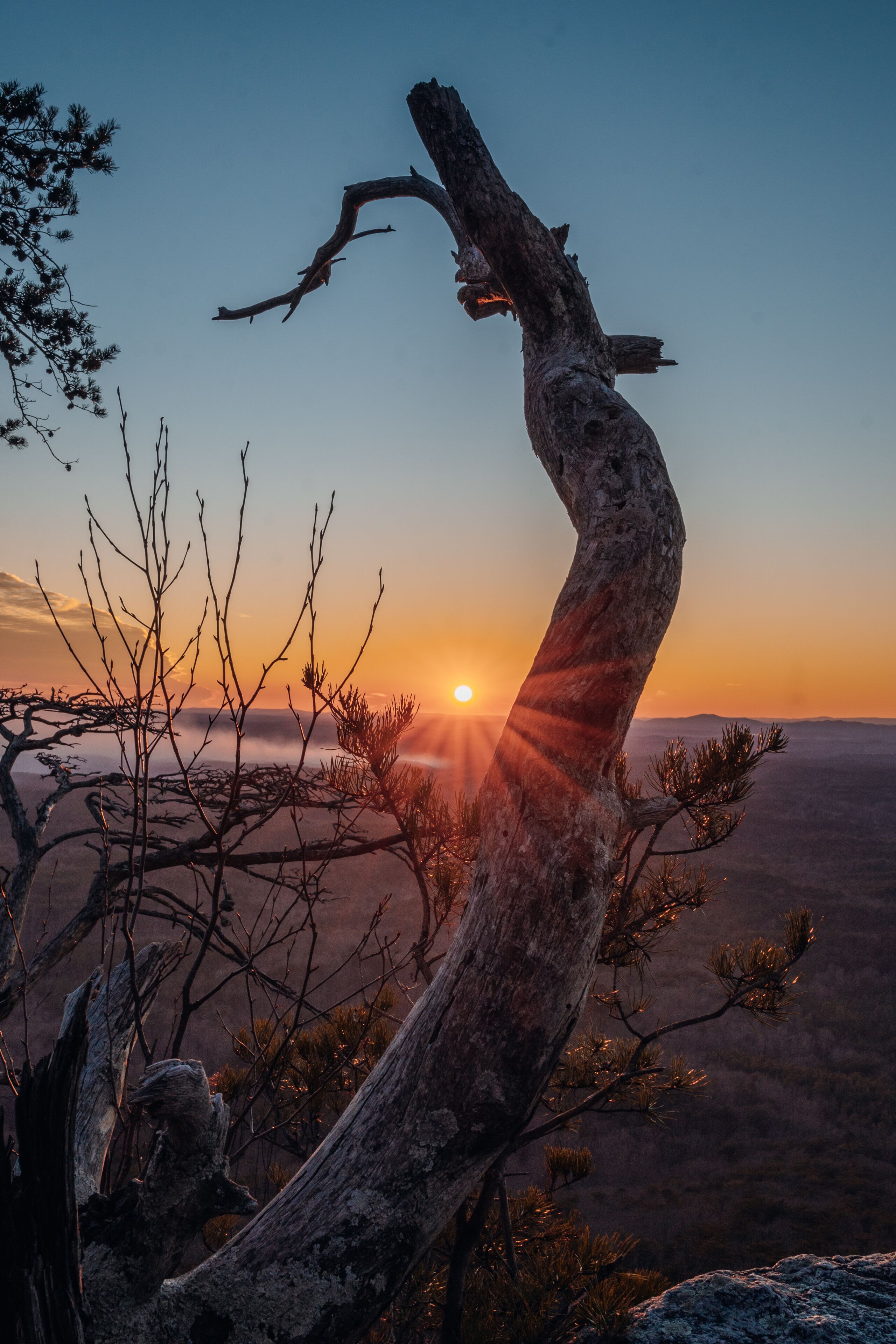 A sunset with a prominent twisted tree in the foreground and a mountain range in the background.