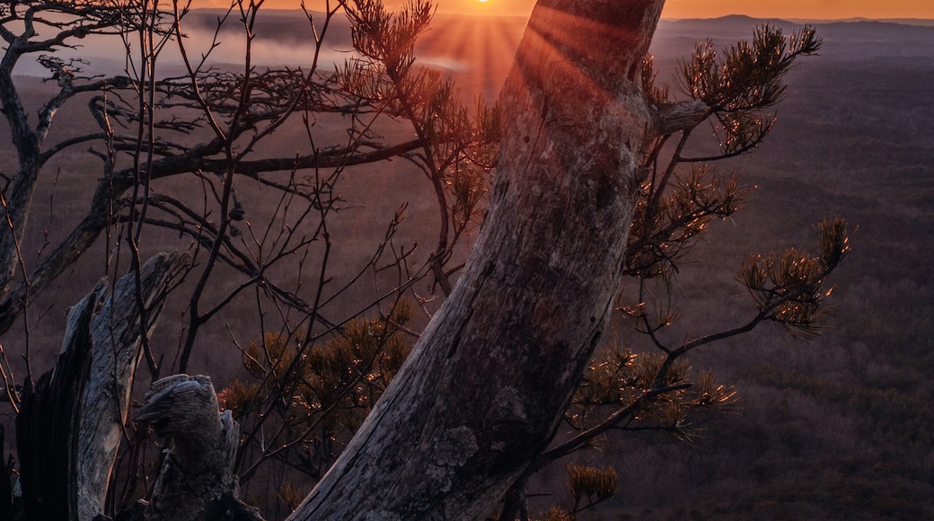 Un coucher de soleil avec un arbre noueux bien visible au premier plan et une chaĂźne de montagnes en arriĂšre-plan.