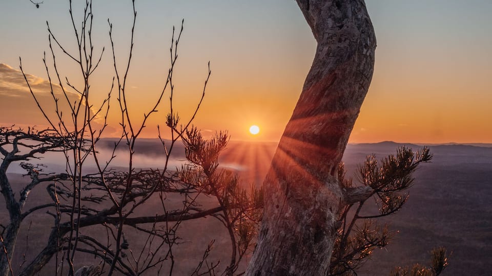 A sunset with a prominent twisted tree in the foreground and a mountain range in the background.