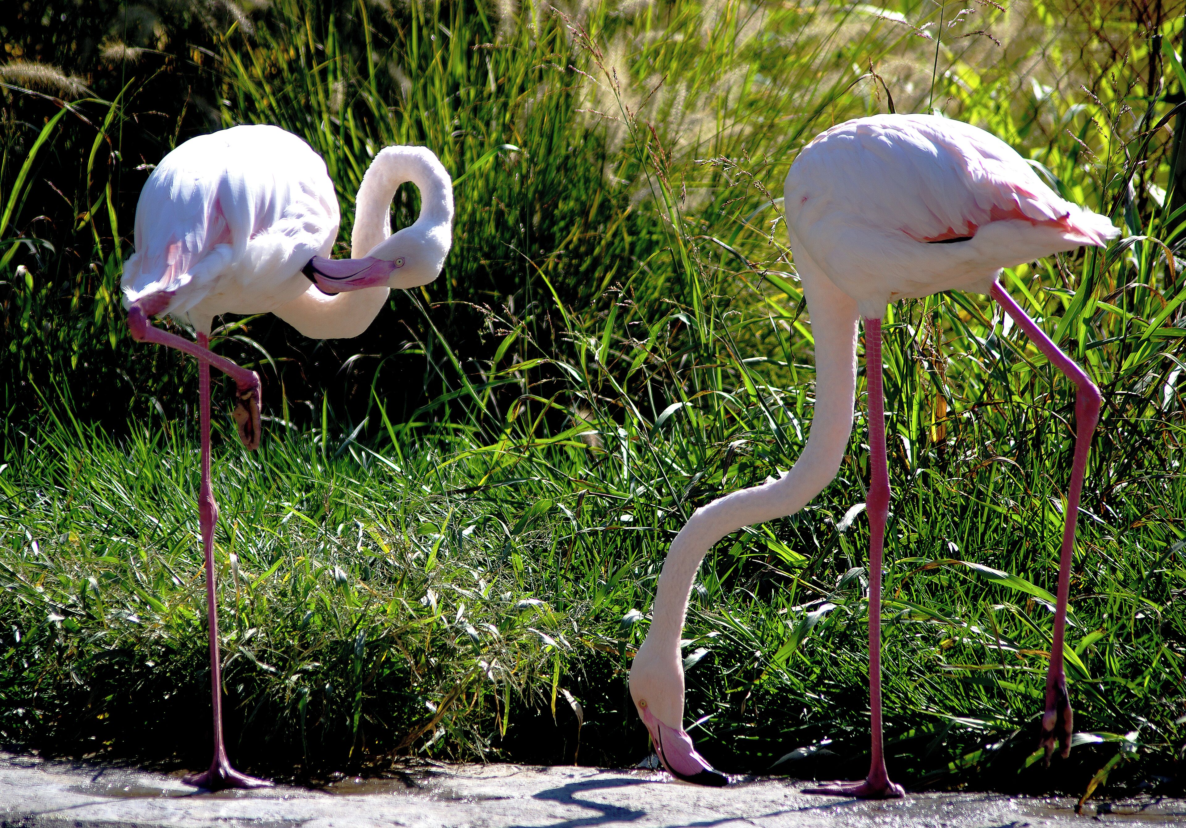 Is it a bird or a living pretzel.  Cincinnati Zoo has AZA Accreditation. #OnTheRoad