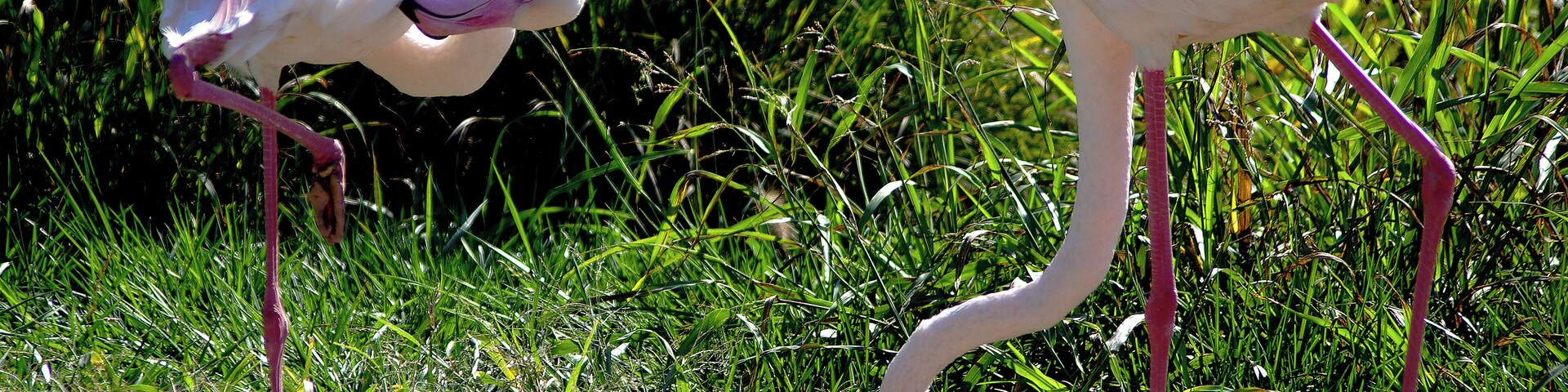 Two flamingos standing in tall grass.