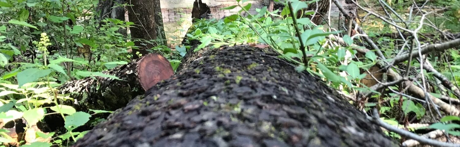 Great hiking in California Park, OH