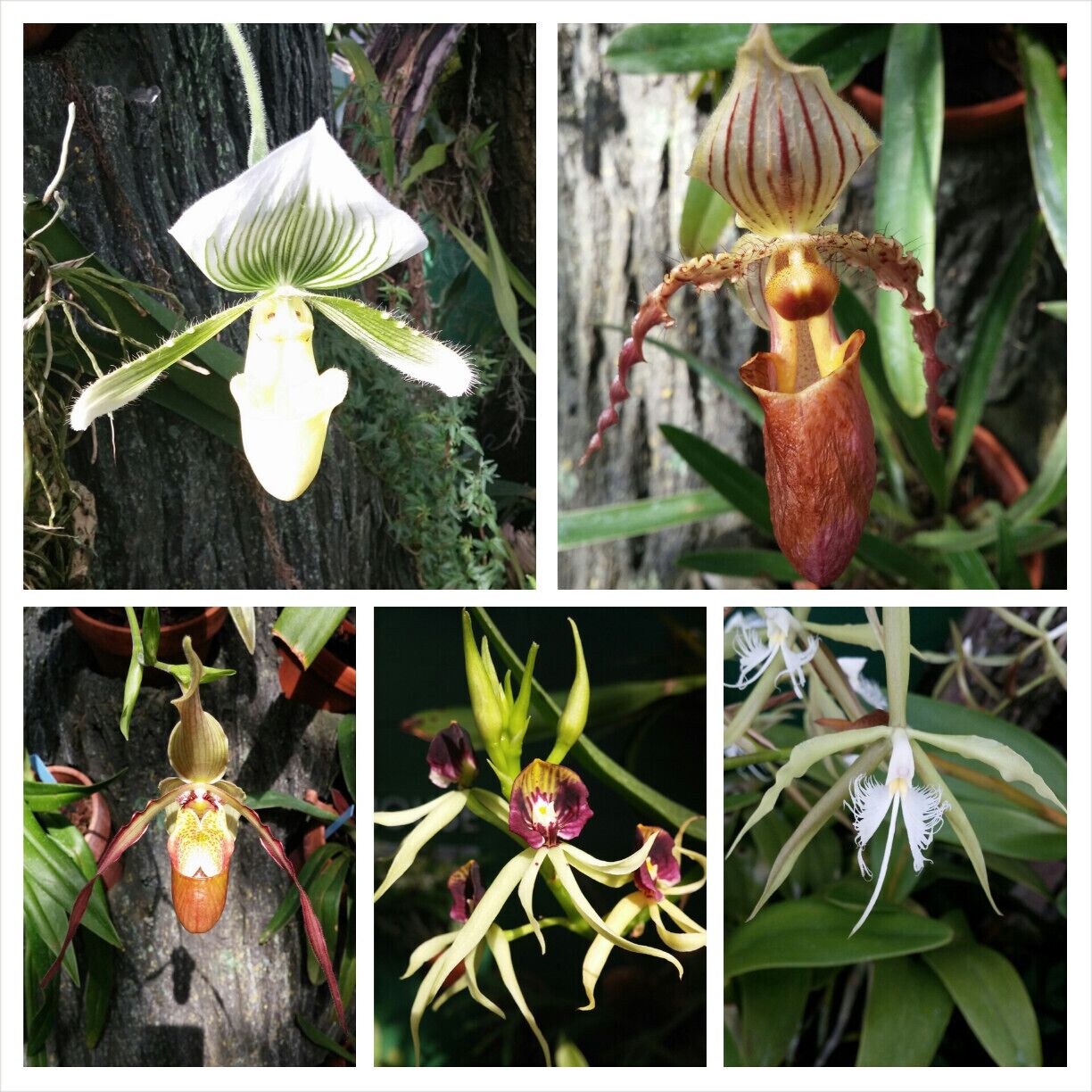 Another collage of the tropical blooms on display at the Krohn Conservatory. The intricacies and almost animal or insect like appearance of these flowers brings out the macro-photographer in just about anyone with a smartphone!