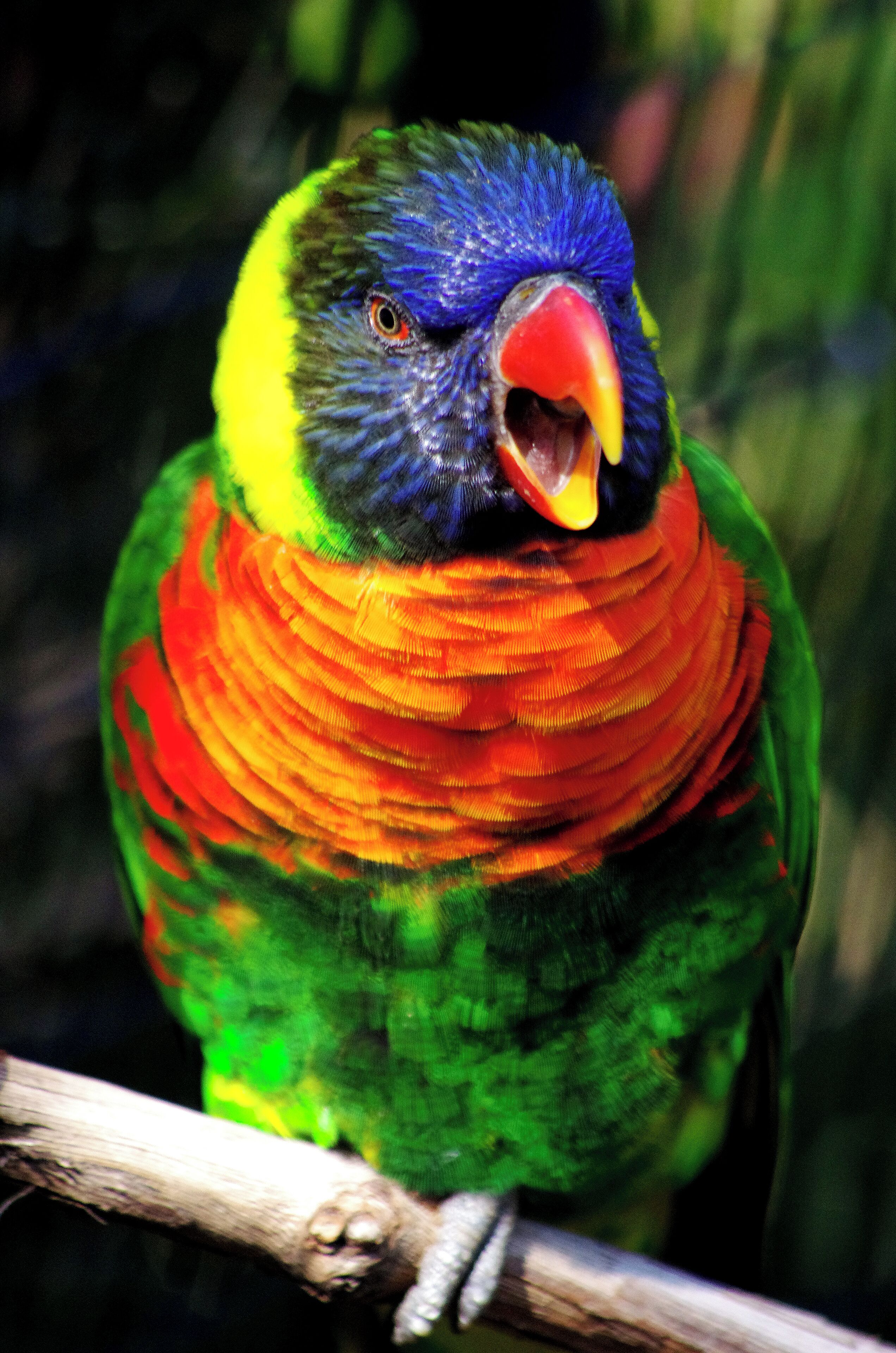 The bird habitats at the Cincinnati Zoo are amazing. So many birds. I can't believe all the colors on one bird. Cincinnati Zoo has AZA Accreditation. #OnTheRoad