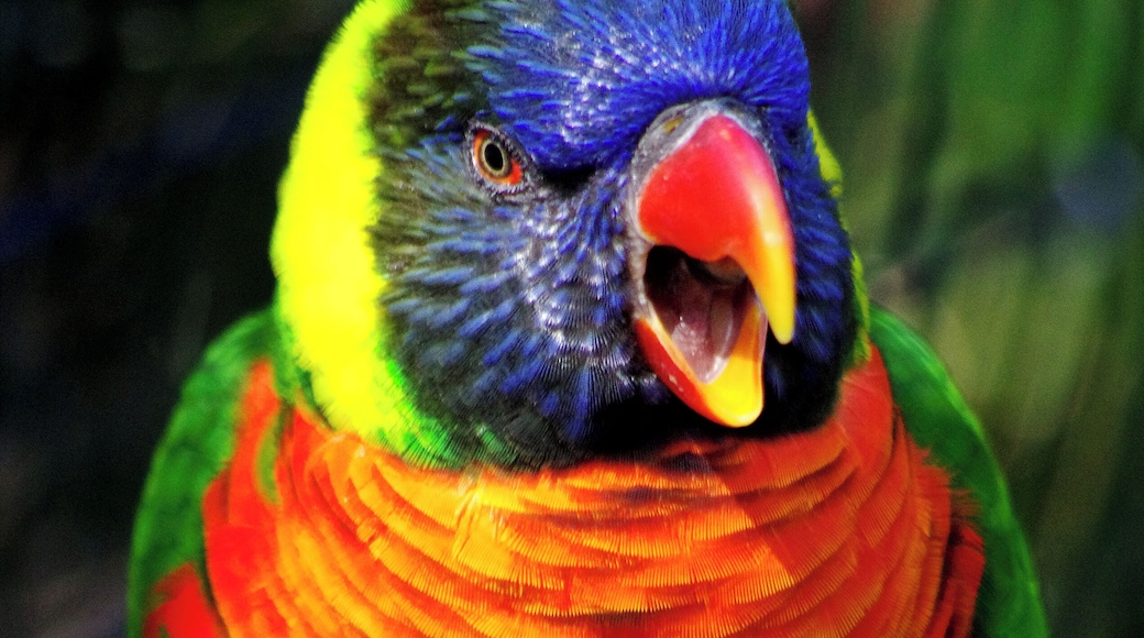 The bird habitats at the Cincinnati Zoo are amazing. So many birds. I can't believe all the colors on one bird. Cincinnati Zoo has AZA Accreditation. #OnTheRoad