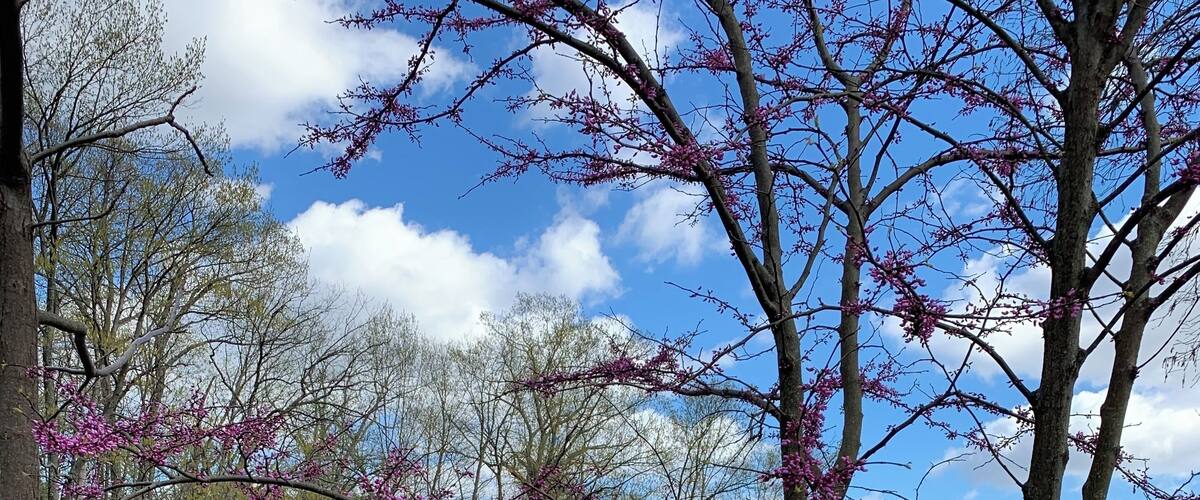 Hidden gem in Clifton, Cincinnati