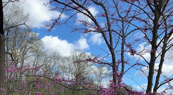 Hidden gem in Clifton, Cincinnati