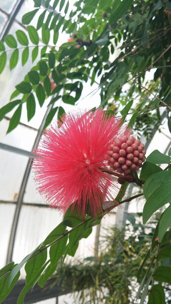 The super soft and super pink bloom of the Powder Puff tree inside the Krohn Conservatory. A welcome warm winter oasis.