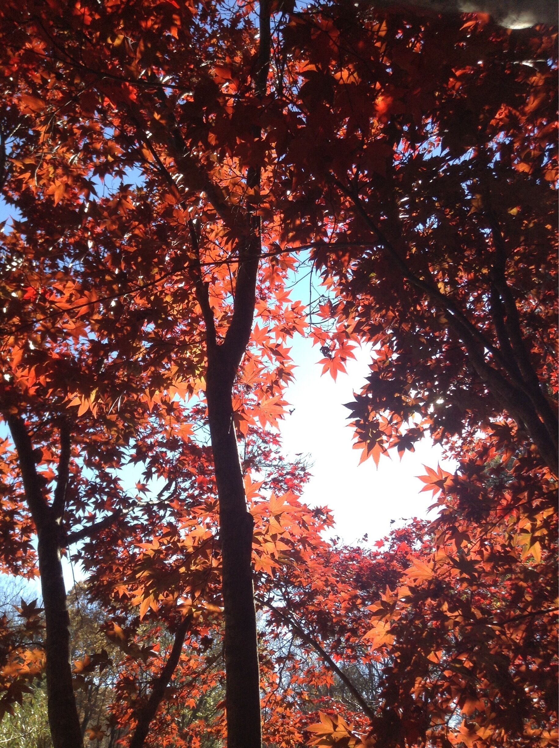 This cool, lovely, breezy place is a wonderful spot to go and relax with a book or to hike. In the fall time, the sun shines on the beautiful red, orange and yellow leaves. 