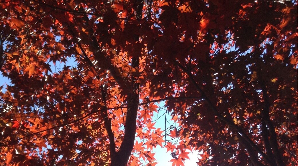 This cool, lovely, breezy place is a wonderful spot to go and relax with a book or to hike. In the fall time, the sun shines on the beautiful red, orange and yellow leaves.