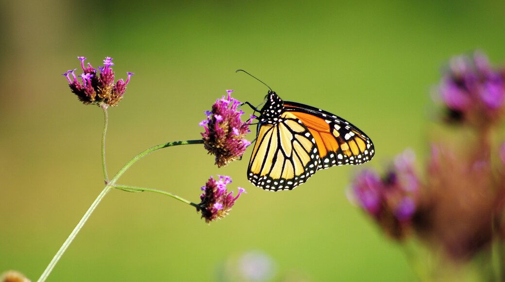There quite the number of butterflies about the zoo during our visit. Cincinnati Zoo has AZA Accreditation. #OnTheRoad