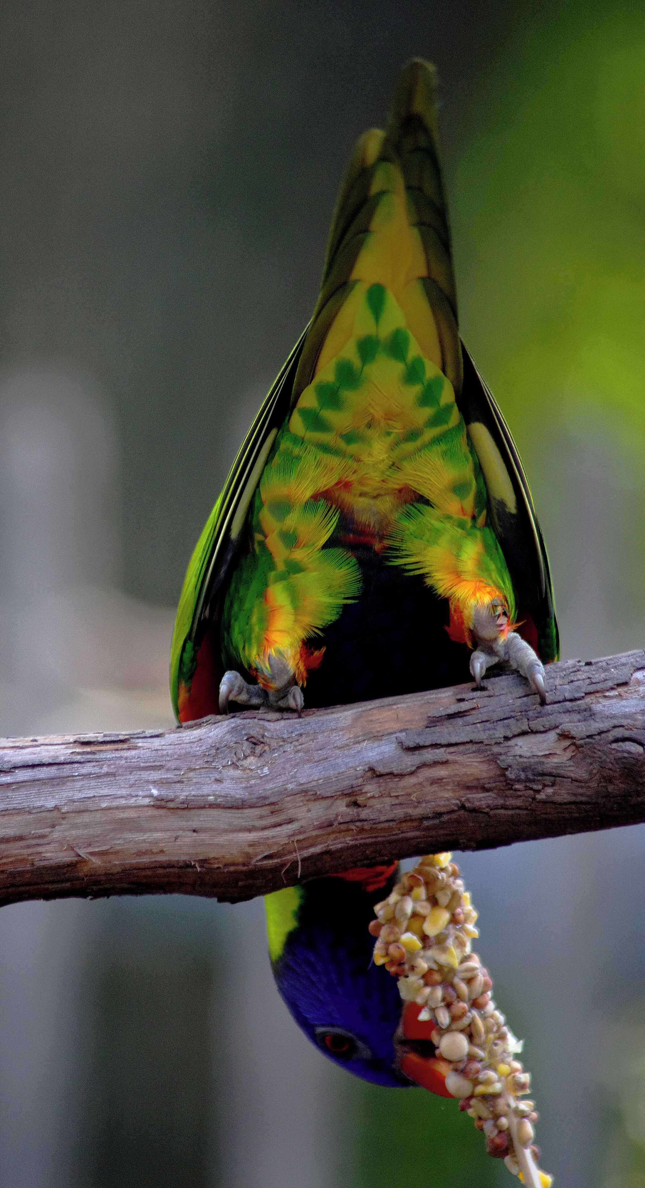 The bird habitats at the Cincinnati Zoo are amazing. So many birds. Even the tail end of this bird has beautiful colors and patterns. Cincinnati Zoo has AZA Accreditation. #OnTheRoad