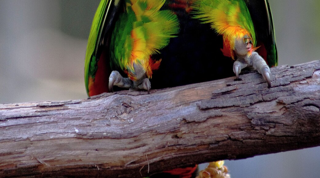 The bird habitats at the Cincinnati Zoo are amazing. So many birds. Even the tail end of this bird has beautiful colors and patterns. Cincinnati Zoo has AZA Accreditation. #OnTheRoad