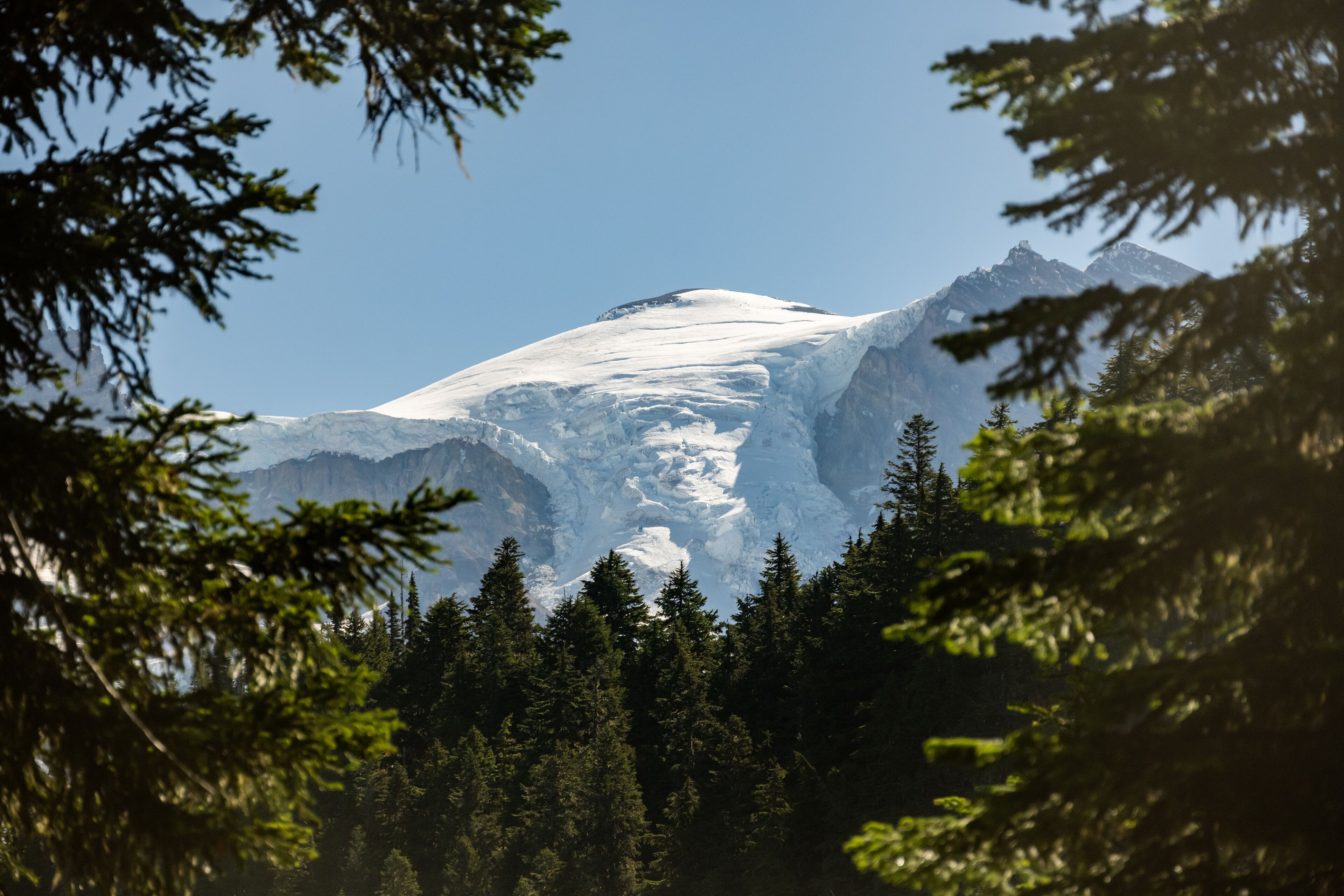 Pine Forest Look Up to The Puyallup Glacier In Mount Rainier