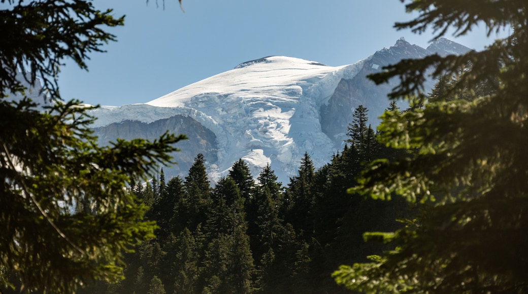 Pine Forest Look Up to The Puyallup Glacier In Mount Rainier