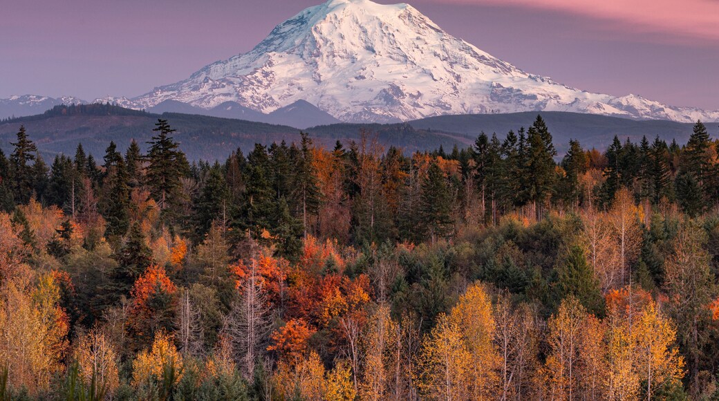 Even after living in this area for 20 years, I still get excited when "the mountain is out". Standing at over 14,000 feet, Mount Rainier creates her own weather, which can change quickly and can be drastically different than the surrounding area. I have learned to venture out to find new perspectives that I have not seen before or on the path less traveled. When I saw that it would be clear this past week for sunset, I grabbed my camera and shot for a general location until I found this spot. I was not expecting the autumn leaves, so I ended up with an image better than anticipated.
#mybackyard
#mountrainier
#washingtonstate
#exploremore
#puyallup